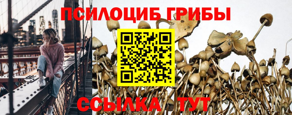 Псилоцибиновые грибы Cubensis Армавир